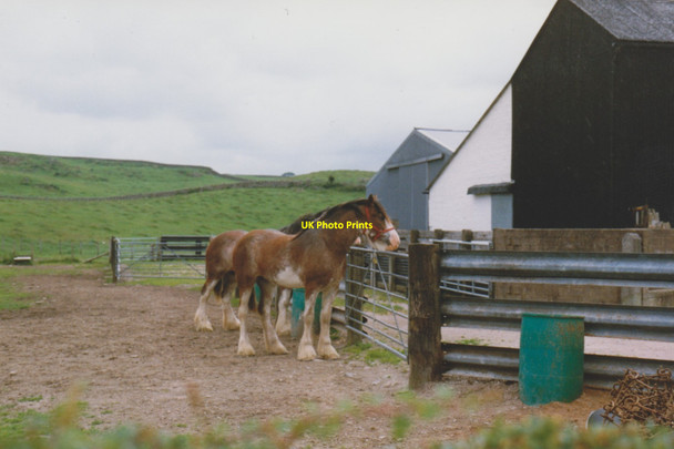 Photo 6"x4" Clydesdale horses, Kirkgunzeon Kirkgunzeon c1998