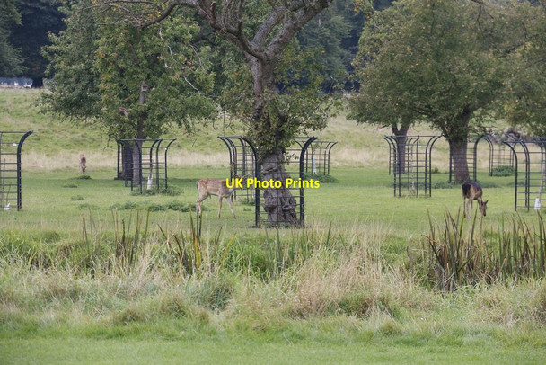 Photo 6"x4" Deer in the Park Charlecote c2015