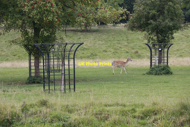 Photo 6"x4" Deer in the  Park Charlecote c2015