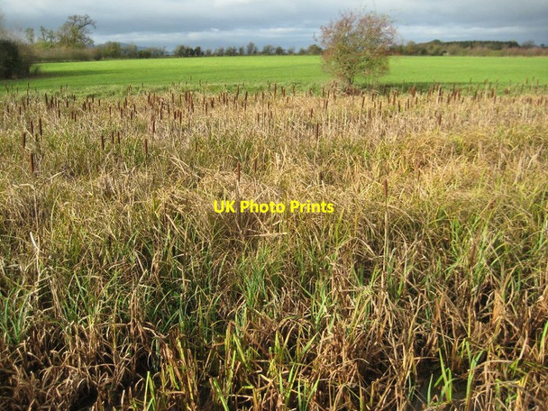 Photo 6"x4" A pond of bulrushes High Green\/SO8745 c2015