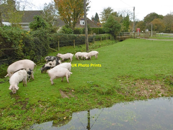 Photo 6"x4" Mockbeggar, pannage pigs Mockbeggar\/SU1609 c2015