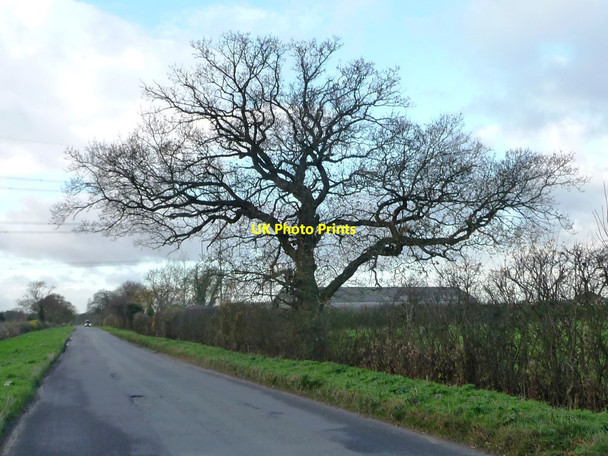 Photo 6"x4" Tree alongside York Lane Flaxton c2015