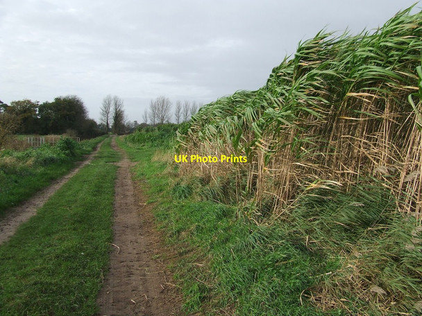 Photo 6"x4" Footpath Looking South West Claypits\/TL7181 c2015