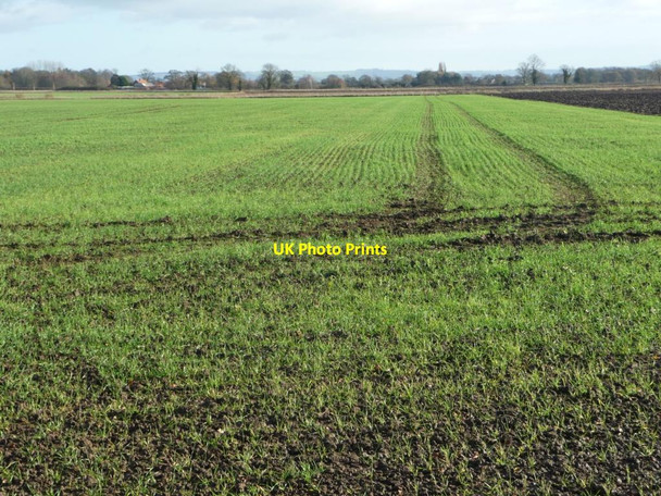 Photo 6"x4" Emerging crop, south of West Lilling West Lilling c2015