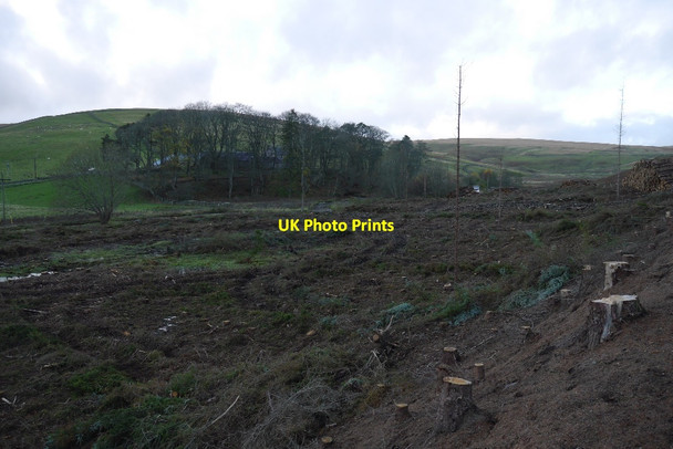 Photo 6"x4" Felled woodland, Garvald Longshaw Law c2015