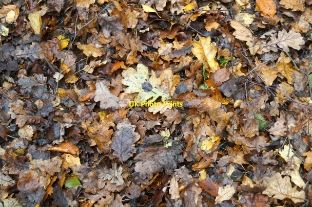 Photo 6"x4" Fallen oak leaves, Ruff Wood, Ormksirk Ormskirk c2015