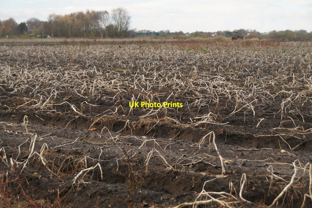 Photo 6"x4" Harvested potato field, Daisy Lane, Hoscar Hoscar c2015
