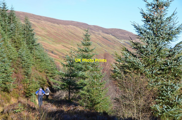 Photo 6"x4" Upper forest path, Gleann Righ Glen Righ Forest c2015