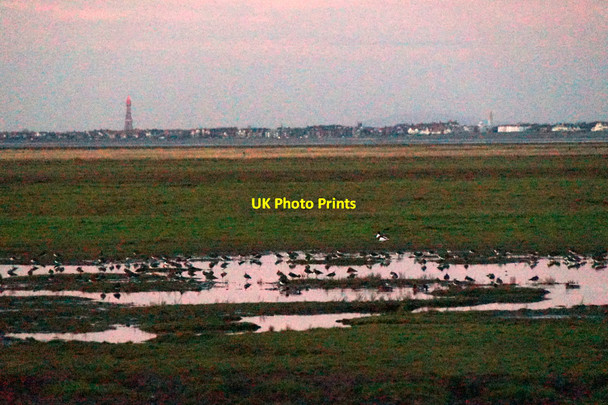Photo 6"x4" Birds at dusk on Crossens Marsh Fiddler's Ferry\/SD3720 c2015