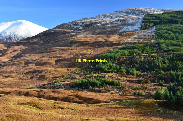 Photo 6"x4" Forest edge on Doire Ban Glen Righ Forest c2015