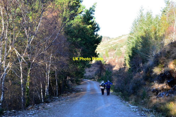 Photo 6"x4" Forest road, Inchree Inchree c2015