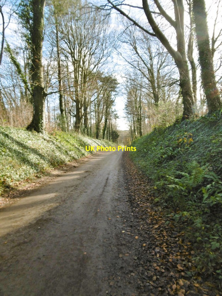 Photo 6"x4" Bradford Peverell, farm road Bradford Peverell c2015