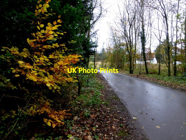 Photo 6"x4" Autumn leaves, Lisnamallard, Omagh Omagh c2015