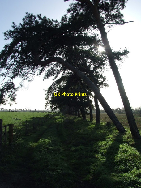 Photo 6"x4" Trees Path And Sunshine Lakenheath c2015
