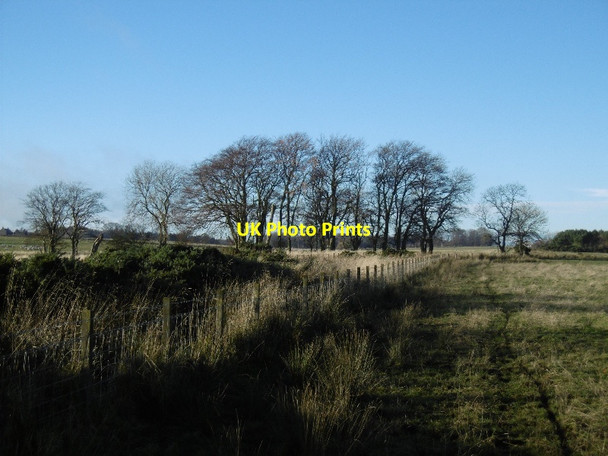 Photo 6"x4" Clump of trees, Cameron Peat Inn c2015