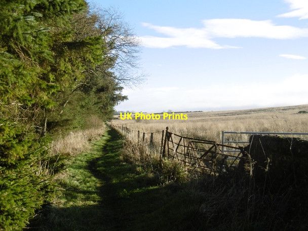 Photo 6"x4" Path, Cameron Reservoir Peat Inn c2015