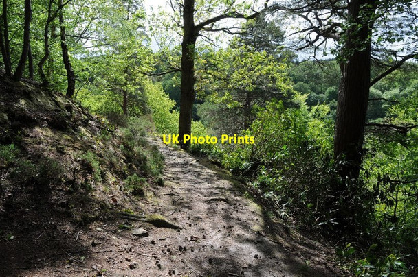 Photo 6"x4" Path in Morralee Wood Ridley\/NY7963 c2015