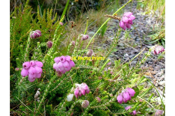 Photo 6"x4" Erica cinerea, Bell Heather Goleen c2013