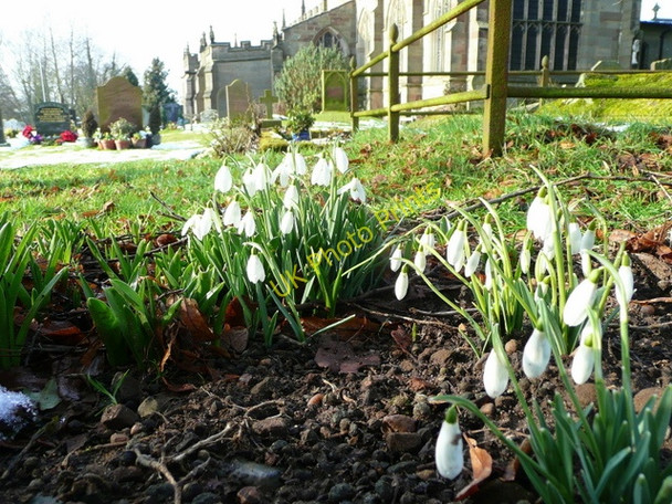 Photo 6"x4" Snowdrops in St. Bartholomew's churchyard Tong\/SJ7907 c2009