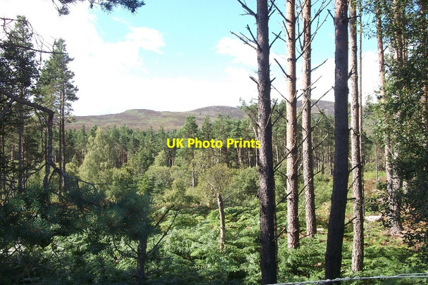 Photo 6"x4" Woodland, Strath Brora Uppat c2015