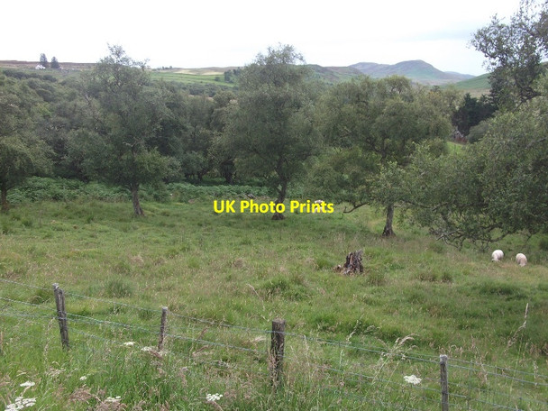 Photo 6"x4" Birch wood, Dalreavoch Dalreavoch c2015