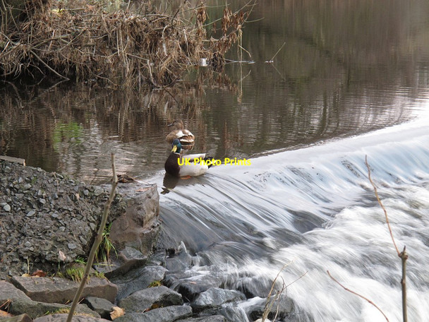 Photo 6"x4" Ducks on a weir Whalley Banks c2015