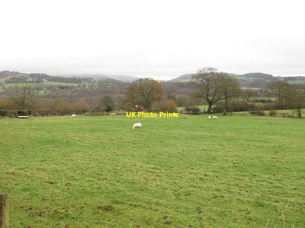 Photo 6"x4" Sheep, Whalley Banks Whalley Banks c2015
