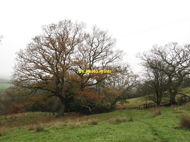 Photo 6"x4" Solitary oak above Whalley Old Road Great Harwood c2015