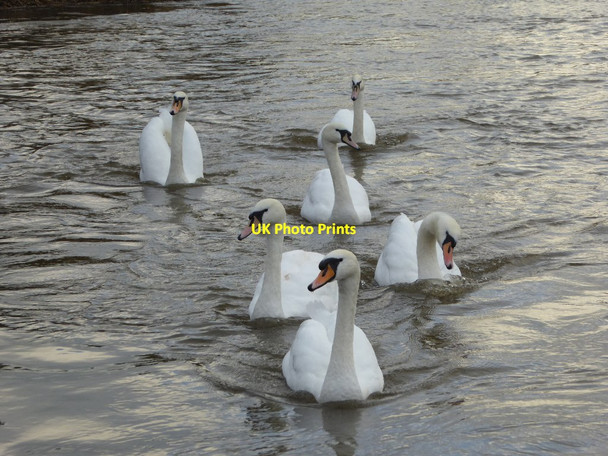 Photo 6"x4" Six swans a swimming Worcester c2015