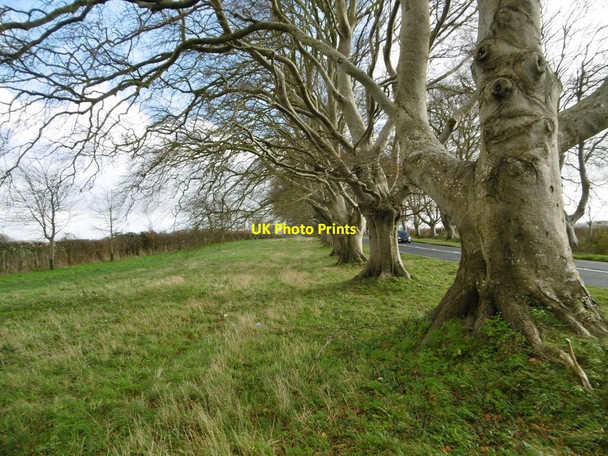 Photo 6"x4" Shapwick, beech avenue Tarrant Crawford c2015