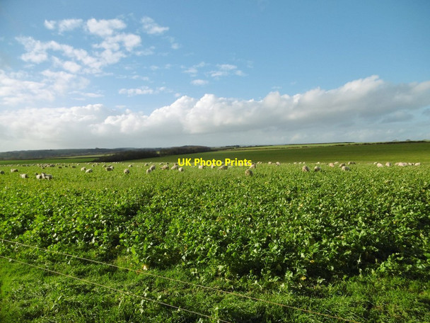 Photo 6"x4" Shapwick, sheep grazing Shapwick\/ST9301 c2015