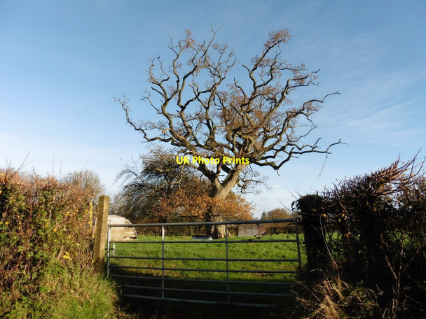 Photo 6"x4" Ancient oak tree, on Stallards Lane Wellington\/ST1420 c2015