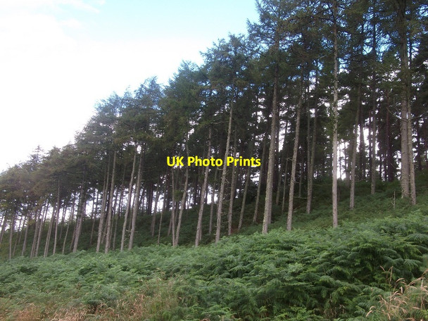 Photo 6"x4" Camore Wood Lonemore\/NH7688 c2015