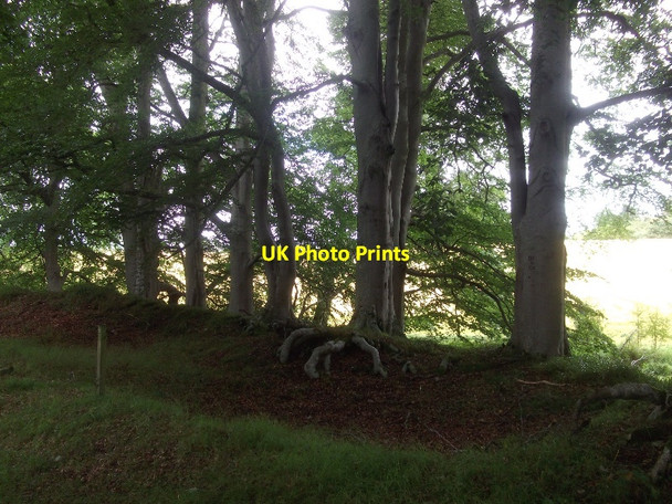 Photo 6"x4" Beeches, Kindeace Broomhill\/NH7171 c2015
