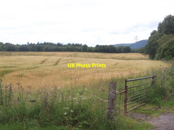 Photo 6"x4" Barley, Rhicullen Rhicullen c2015