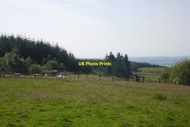 Photo 6"x4" Sheep, The Common Auchmuirbridge c2015
