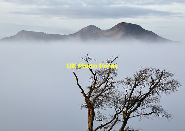 Photo 6"x4" A winter tree at Bemersyde Bemersyde c2015