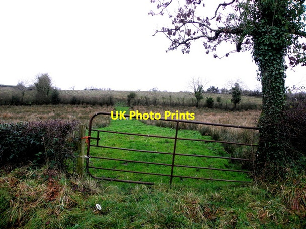 Photo 6"x4" A rushy field, Liscreevin Irvinestown c2015