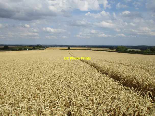 Photo 6"x4" Awaiting the harvester Bakestone Moor c2015