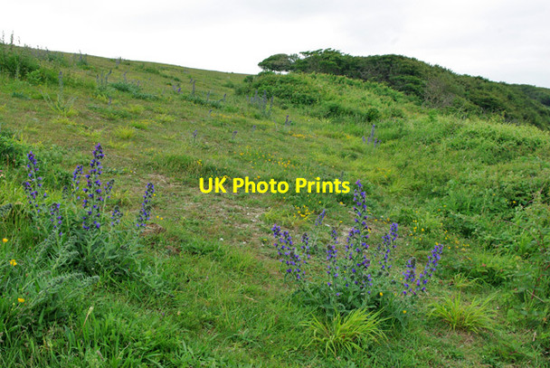 Photo 6"x4" Downs, Beachy Head Meads\/TV6097 c2010