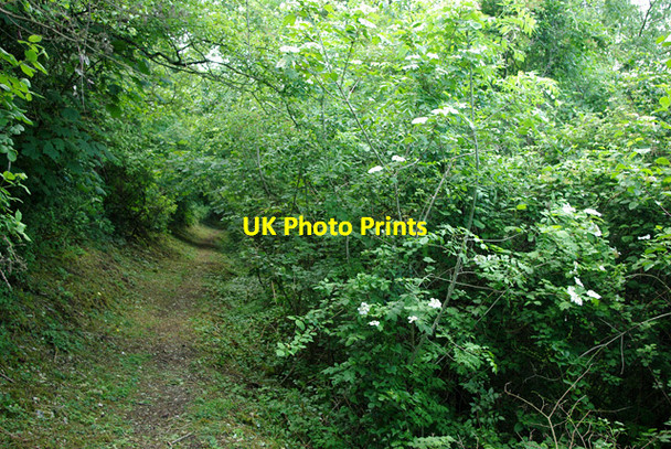 Photo 6"x4" Path through woods above Eastbourne Meads\/TV6097 c2010 P2