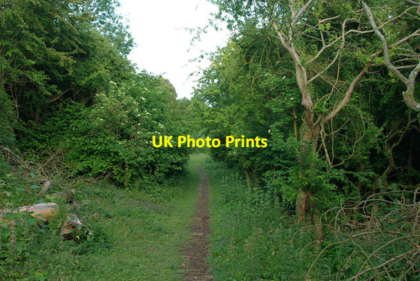 Photo 6"x4" Path through woods above Eastbourne Meads\/TV6097 c2010