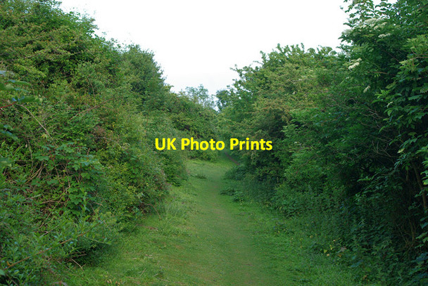 Photo 6"x4" Path through woods above Eastbourne Meads\/TV6097 c2010 P1