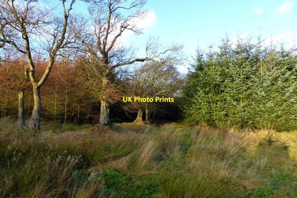 Photo 6"x4" Old treeline Blackridge c2015