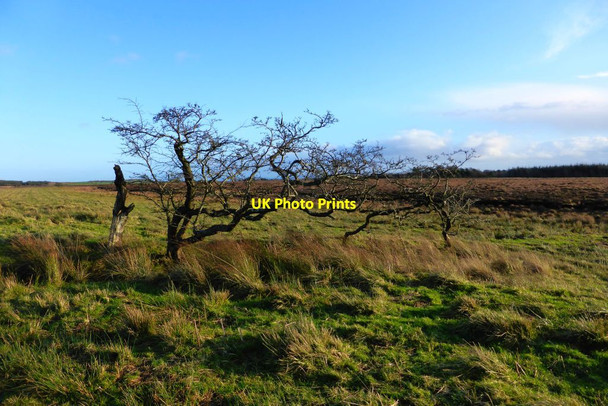 Photo 6"x4" Blawhorn Moss Blackridge c2015