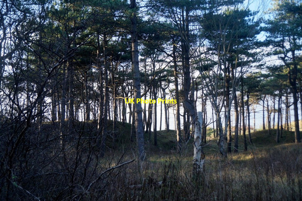 Photo 6"x4" Woodland south of the Fisherman's Path, Freshfield Formby c2015
