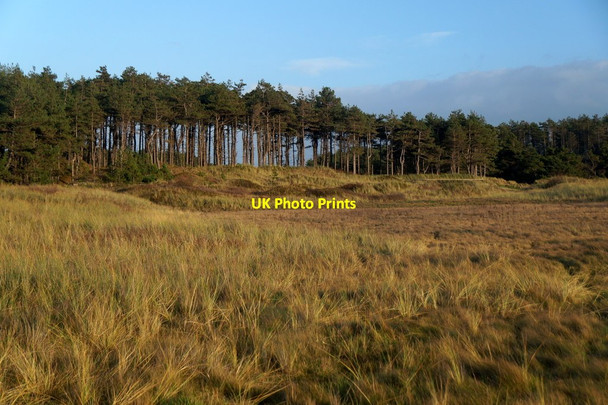Photo 6"x4" Pines on the dunes north of Victoria Road, Freshfield Formby c2015