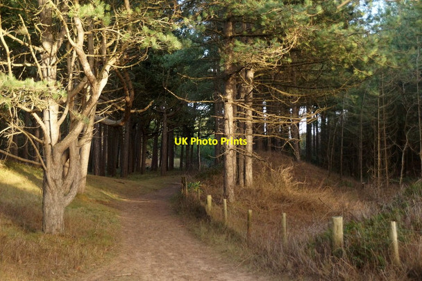 Photo 6"x4" Path in woodland in the dunes north of Victoria Road, Freshfield Formby c2015