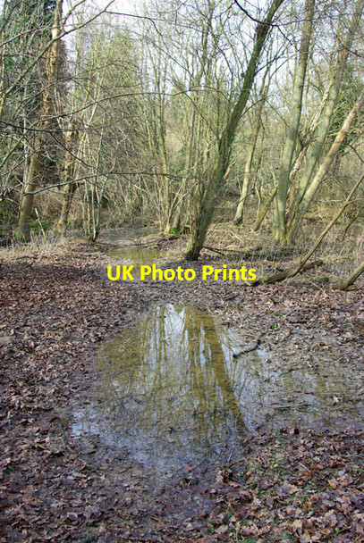 Photo 6"x4" Wet path in Beech Wood Key's Green c2007