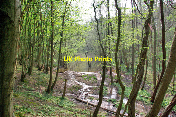 Photo 6"x4" Top end of Pond in Archer Wood Battle\/TQ7416 c2007